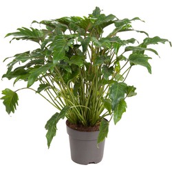 Philodendron Xanadu - Kamerplant - Pot 21cm - Hoogte 50-60cm