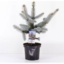 Picea pungens hoopsii 30-40 cm