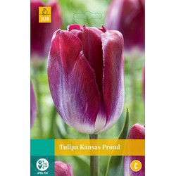 Tulipa Kansas Proud, 8 bloembollen