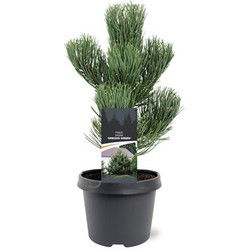 Pinus nigra Oregon Green 30-40 cm Conifeer