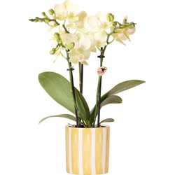 Kolibri Orchids | gele Phalaenopsis orchidee - Mexico + Painted Stripe pot yellow - potmaat Ø9cm | bloeiende kamerplant - vers van de kweker