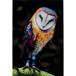 Kare Wandfoto Glass Owl 120x80