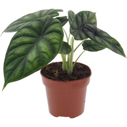 Alocasia Dragon Scale - Aracea - Pot 12cm - Hoogte 30-40cm