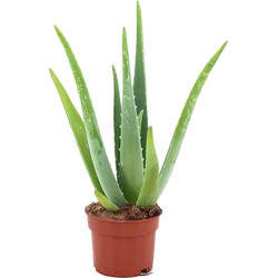ZynesFlora - Aloë Vera - Ø 14 cm - Hoogte: 45 - 50 cm - Kamerplant - Aloë - Succulent - Vetplant