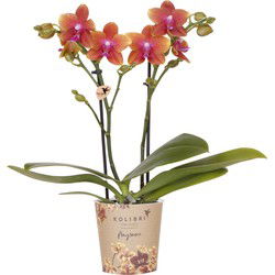 Kolibri Orchids | oranje geurende Phalaenopsis orchidee - Fragrance - potmaat Ø9cm | bloeiende kamerplant - vers van de kweker