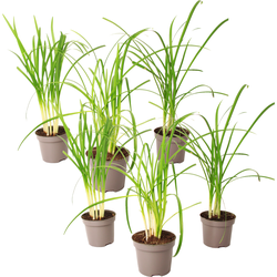 Kaapse knoflook - Set van 6 - Tulbaghia violacea - Hoogte 15-25cm - ⌀9cm