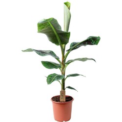 Musa Cavendish - Kamerplant - Dwergcavendish - Pot 21cm - Hoogte 90-100cm