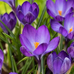 Crocus Ruby Giant - 200x Krokusbollen - Boerenkrokus