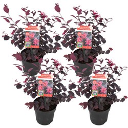 Loropetalum 'Ever Red' - Set van 4 - Franjeboom - Pot 13cm - Hoogte 25-35cm