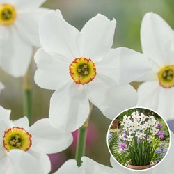 Narcissus Recurvus x30 - Narcisbollen - Meerjarige winterharde bloembollen