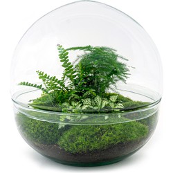URBANJNGL - Planten terrarium • Dome XL • Ecosysteem plant • ↑ 30 cm