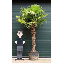 Chinese waaierpalm Trachycarpus Fortunei h 260 cm st. h 170 cm