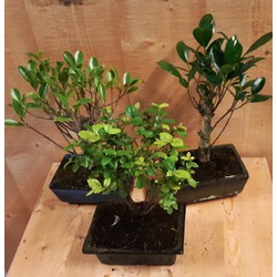 Bonsai boompje Assortiment 1 stuk kamerplant