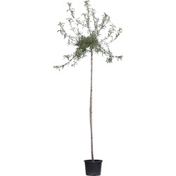 2 stuks! Wilgbladige treur sierpeer Pyrus salicifolia Pendula h 230 cm st. omtrek 8 cm st. h 200 cm boom