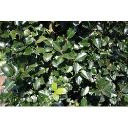 Ilex meserveae Blue Prince 200 cm - Quickhedge